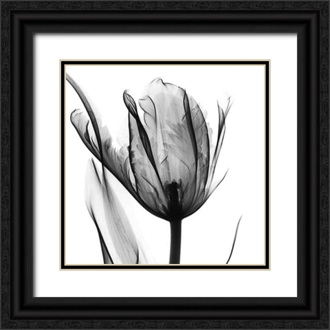 High Contrast Tulip Black Ornate Wood Framed Art Print with Double Matting by Koetsier, Albert