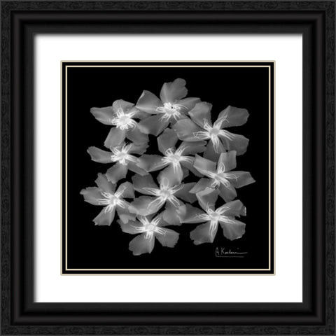 Oleander X-Ray Black Ornate Wood Framed Art Print with Double Matting by Koetsier, Albert