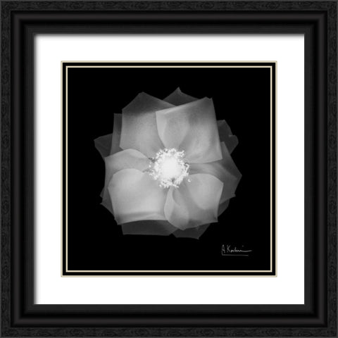 Rose Petals 2 Black Ornate Wood Framed Art Print with Double Matting by Koetsier, Albert