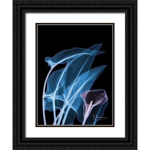 Blue Purple Calla Black Ornate Wood Framed Art Print with Double Matting by Koetsier, Albert