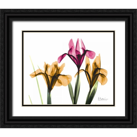 Iris Black Ornate Wood Framed Art Print with Double Matting by Koetsier, Albert