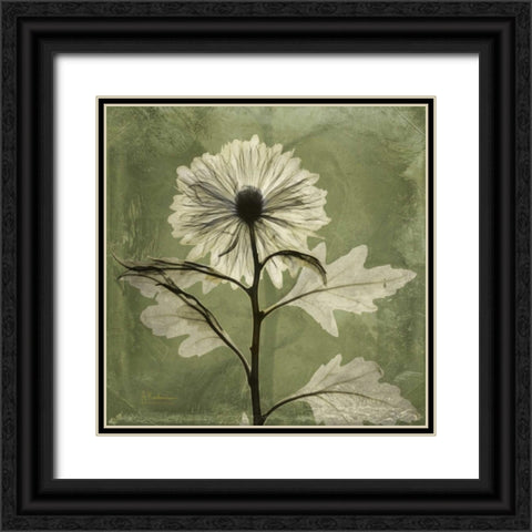 Chrysanthemum Black Ornate Wood Framed Art Print with Double Matting by Koetsier, Albert