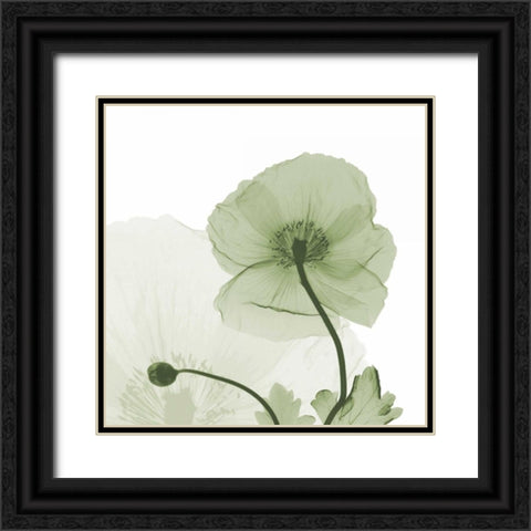 Sage Iceland Poppy Black Ornate Wood Framed Art Print with Double Matting by Koetsier, Albert