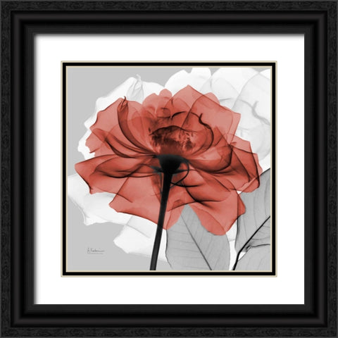 Rose on Gray 1 Black Ornate Wood Framed Art Print with Double Matting by Koetsier, Albert