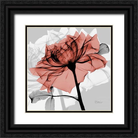 Rose on Gray 2 Black Ornate Wood Framed Art Print with Double Matting by Koetsier, Albert