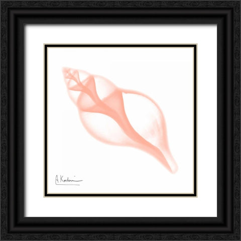 Peach Tulip Shell Black Ornate Wood Framed Art Print with Double Matting by Koetsier, Albert