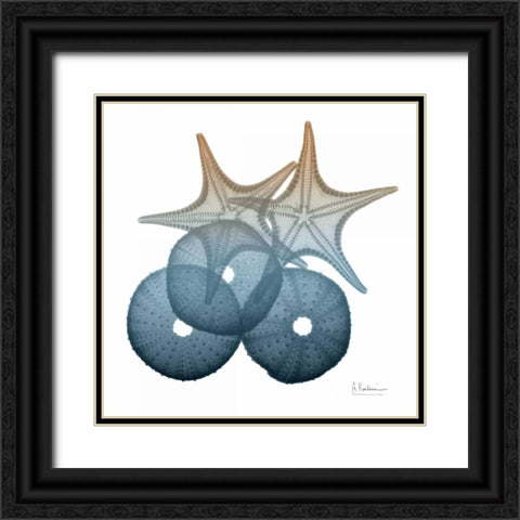 Steel Hues Sea Urchin and Starfish Black Ornate Wood Framed Art Print with Double Matting by Koetsier, Albert