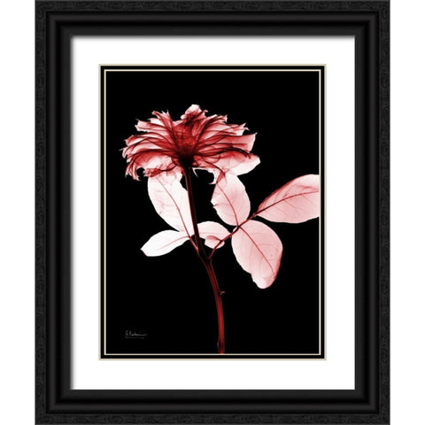 Rose 12 Black Ornate Wood Framed Art Print with Double Matting by Koetsier, Albert