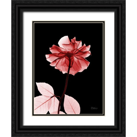 Rose 29 Black Ornate Wood Framed Art Print with Double Matting by Koetsier, Albert