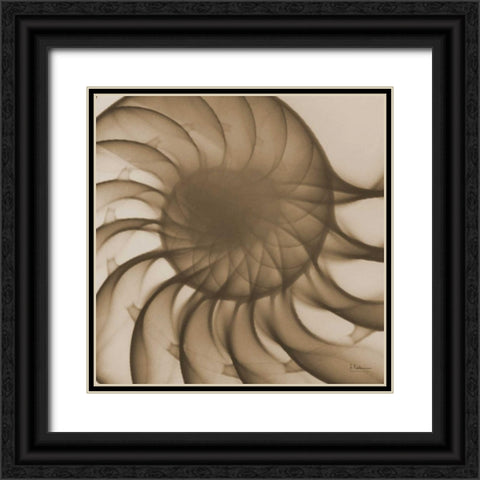 Brown Shell Close Up Black Ornate Wood Framed Art Print with Double Matting by Koetsier, Albert