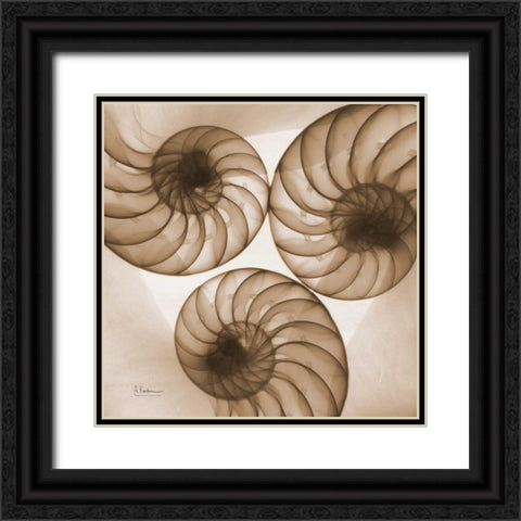 Brown Shell  Triple Black Ornate Wood Framed Art Print with Double Matting by Koetsier, Albert