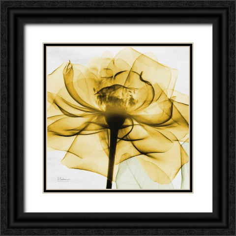 Golden Rose Black Ornate Wood Framed Art Print with Double Matting by Koetsier, Albert