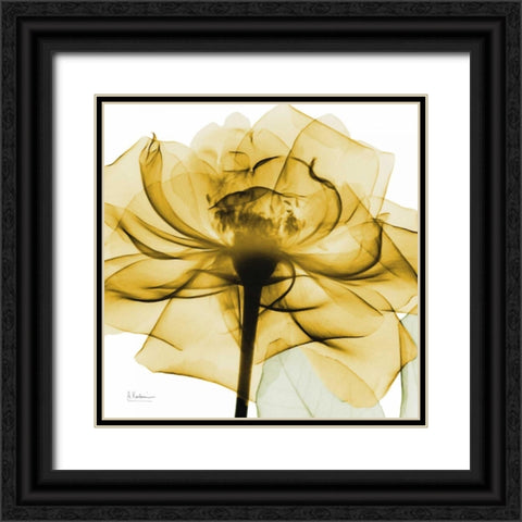 Golden Rose Black Ornate Wood Framed Art Print with Double Matting by Koetsier, Albert