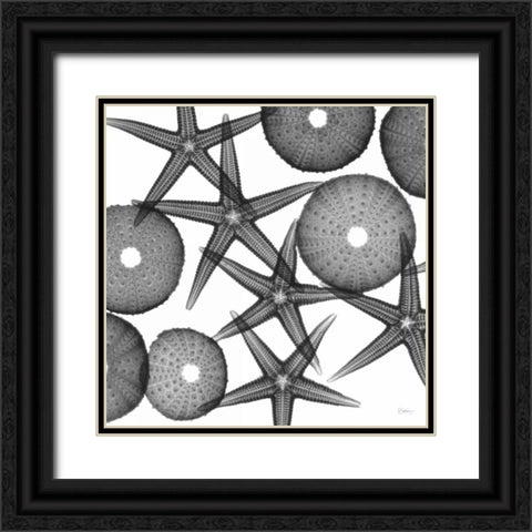 Starfish Sea Urchins F82 Black Ornate Wood Framed Art Print with Double Matting by Koetsier, Albert