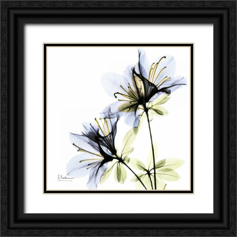 Blue Twin Azalea in Bloom Black Ornate Wood Framed Art Print with Double Matting by Koetsier, Albert