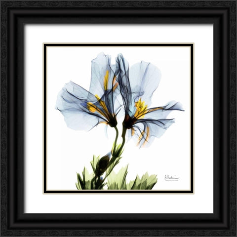 Blue Azalea in Bloom Black Ornate Wood Framed Art Print with Double Matting by Koetsier, Albert