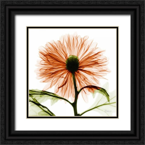 Chrysanthemum Black Ornate Wood Framed Art Print with Double Matting by Koetsier, Albert