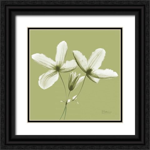 Twin Buds on Pale Green Black Ornate Wood Framed Art Print with Double Matting by Koetsier, Albert