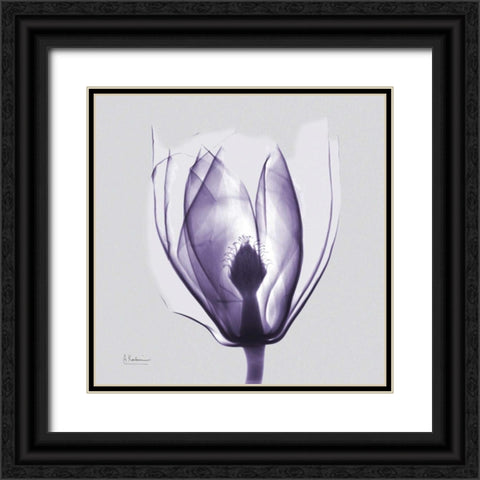 Purple Tulip Bud on Purple Black Ornate Wood Framed Art Print with Double Matting by Koetsier, Albert