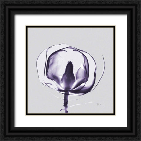 Purple Tulip Bud Open on Purple Black Ornate Wood Framed Art Print with Double Matting by Koetsier, Albert