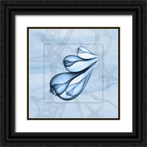 Triple Shells on Blue Black Ornate Wood Framed Art Print with Double Matting by Koetsier, Albert