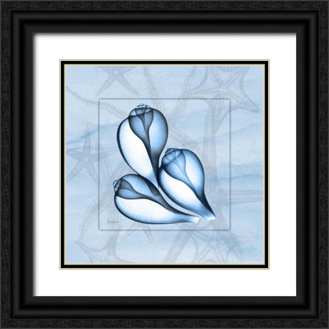 Triplet Shells on Blue Black Ornate Wood Framed Art Print with Double Matting by Koetsier, Albert