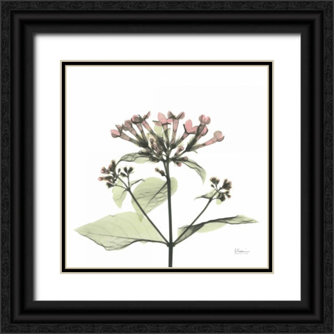 Pretty Pink Blooms Black Ornate Wood Framed Art Print with Double Matting by Koetsier, Albert