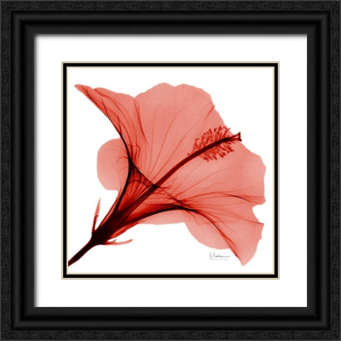Close Up of Red Beauty 2 Black Ornate Wood Framed Art Print with Double Matting by Koetsier, Albert