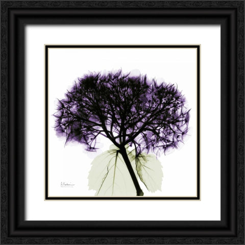 Purple Hydrangea Close up Black Ornate Wood Framed Art Print with Double Matting by Koetsier, Albert