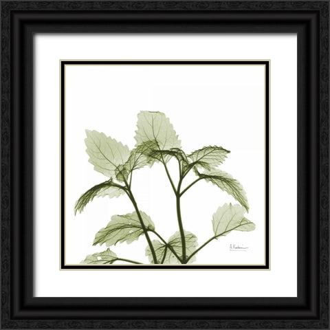 Green Leaves in Bloom Black Ornate Wood Framed Art Print with Double Matting by Koetsier, Albert