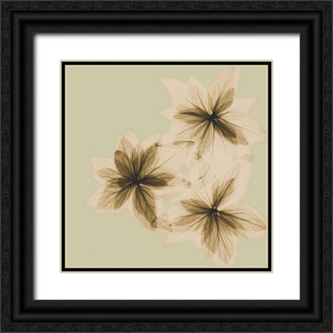 Starburst Black Ornate Wood Framed Art Print with Double Matting by Koetsier, Albert