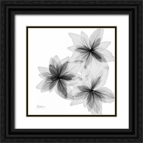 starburst Black Ornate Wood Framed Art Print with Double Matting by Koetsier, Albert