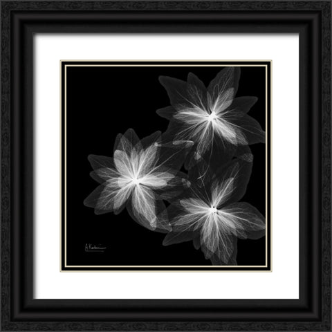 starburstInverted Black Ornate Wood Framed Art Print with Double Matting by Koetsier, Albert