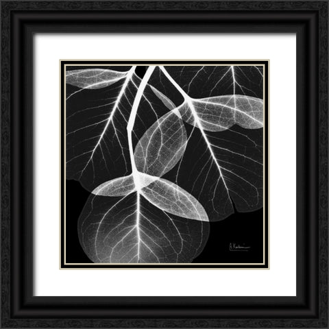 EucalyptusINVERTED Black Ornate Wood Framed Art Print with Double Matting by Koetsier, Albert