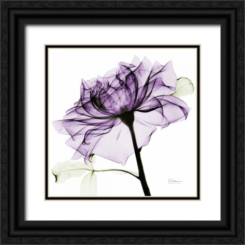 purpleRose2 Black Ornate Wood Framed Art Print with Double Matting by Koetsier, Albert