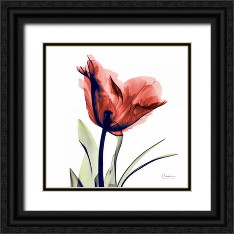 Tulip Red Black Ornate Wood Framed Art Print with Double Matting by Koetsier, Albert