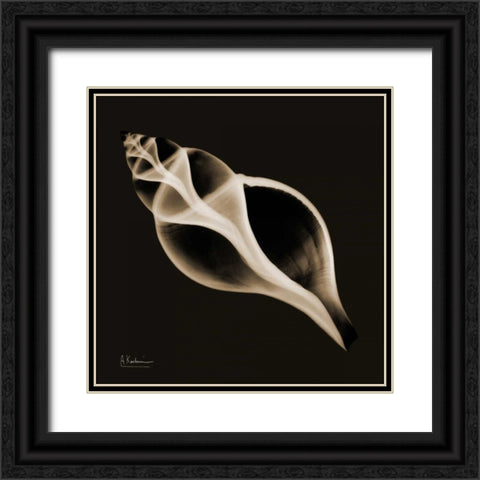 Tulip Shell_sepia Black Ornate Wood Framed Art Print with Double Matting by Koetsier, Albert