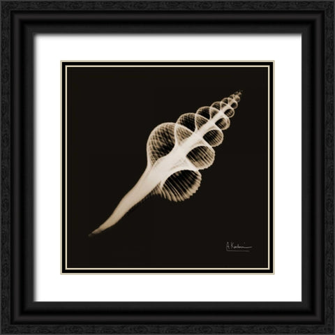 Fusinus Colus_sepia Black Ornate Wood Framed Art Print with Double Matting by Koetsier, Albert