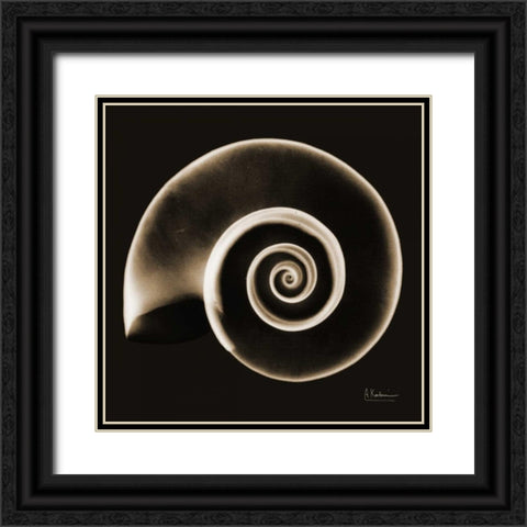 Rams horn Snail Shell Sepia Black Ornate Wood Framed Art Print with Double Matting by Koetsier, Albert