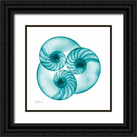 Nautilus Trio Black Ornate Wood Framed Art Print with Double Matting by Koetsier, Albert