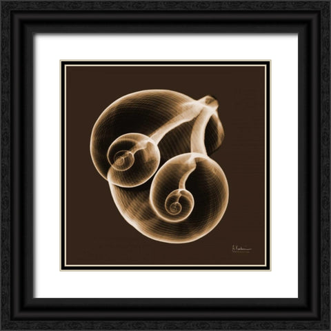 Fig Shells F140 Black Ornate Wood Framed Art Print with Double Matting by Koetsier, Albert