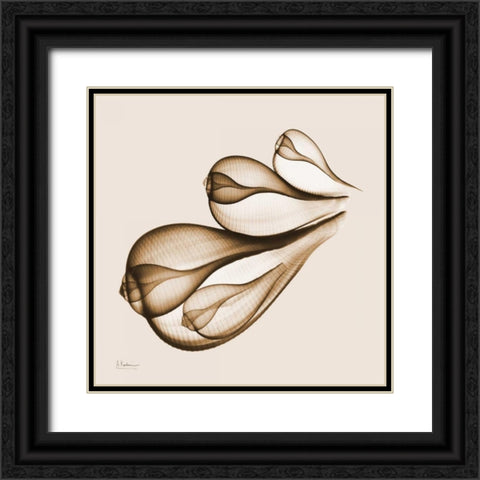 Fig Shells F124 Black Ornate Wood Framed Art Print with Double Matting by Koetsier, Albert