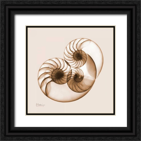 Sepia Nautilus 2 Black Ornate Wood Framed Art Print with Double Matting by Koetsier, Albert