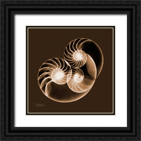 Sepia Nautilus 2 Black Ornate Wood Framed Art Print with Double Matting by Koetsier, Albert