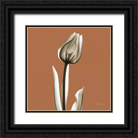 Squash Tulip Black Ornate Wood Framed Art Print with Double Matting by Koetsier, Albert