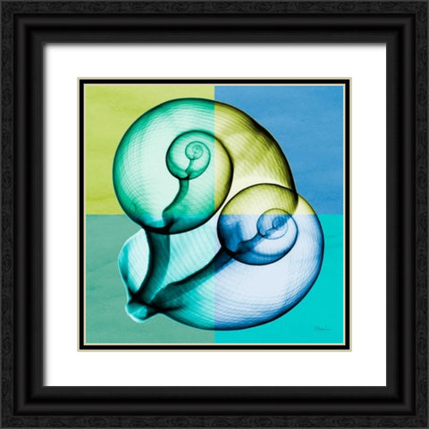 Blue Green Shell 1 Black Ornate Wood Framed Art Print with Double Matting by Koetsier, Albert