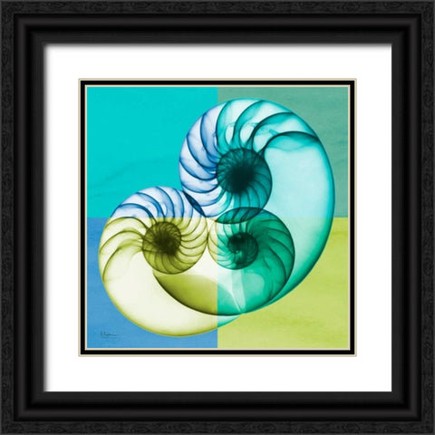 Blue Green Shell 2 Black Ornate Wood Framed Art Print with Double Matting by Koetsier, Albert