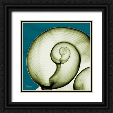 Moon Snail Black Ornate Wood Framed Art Print with Double Matting by Koetsier, Albert