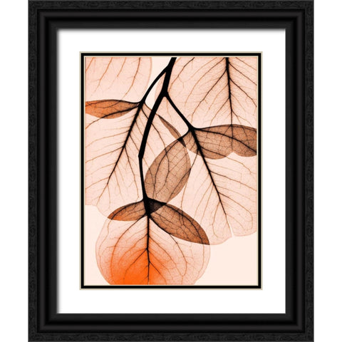 Orange Eucalyptus Black Ornate Wood Framed Art Print with Double Matting by Koetsier, Albert