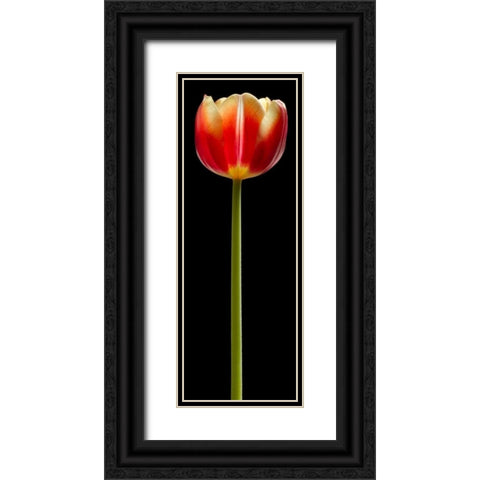 Tall Orange Tulip Black Ornate Wood Framed Art Print with Double Matting by Seidman, Barry
